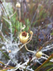 Syncarpha staehelina