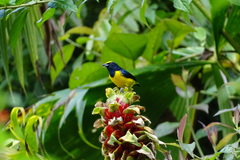 Euphonia imitans
