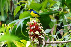 Euphonia imitans