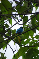 Cotinga ridgwayi