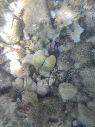 Venus verrucosa