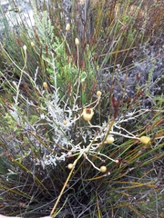 Syncarpha staehelina