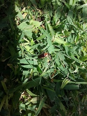 Pseudomops interceptus