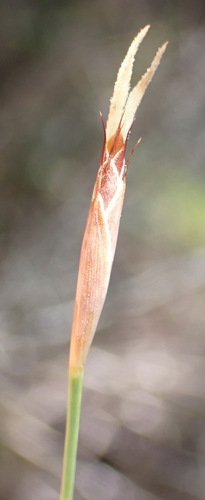 flatstem pineapplereed (Hypodiscus willdenowia)
