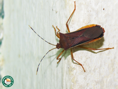 Anasa varicornis