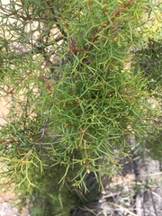 Hakea lissocarpha