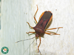 Anasa varicornis