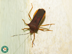 Anasa varicornis