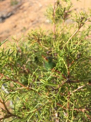 Hakea lissocarpha