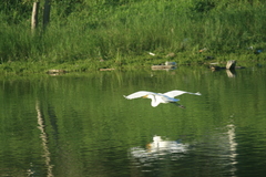 Ardea alba