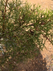 Hakea lissocarpha