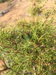 Hakea lissocarpha
