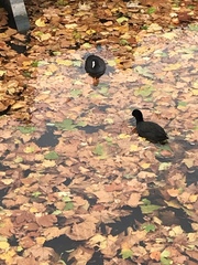 Fulica atra