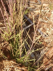 Tamarix ramosissima