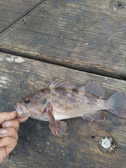 Sebastes auriculatus