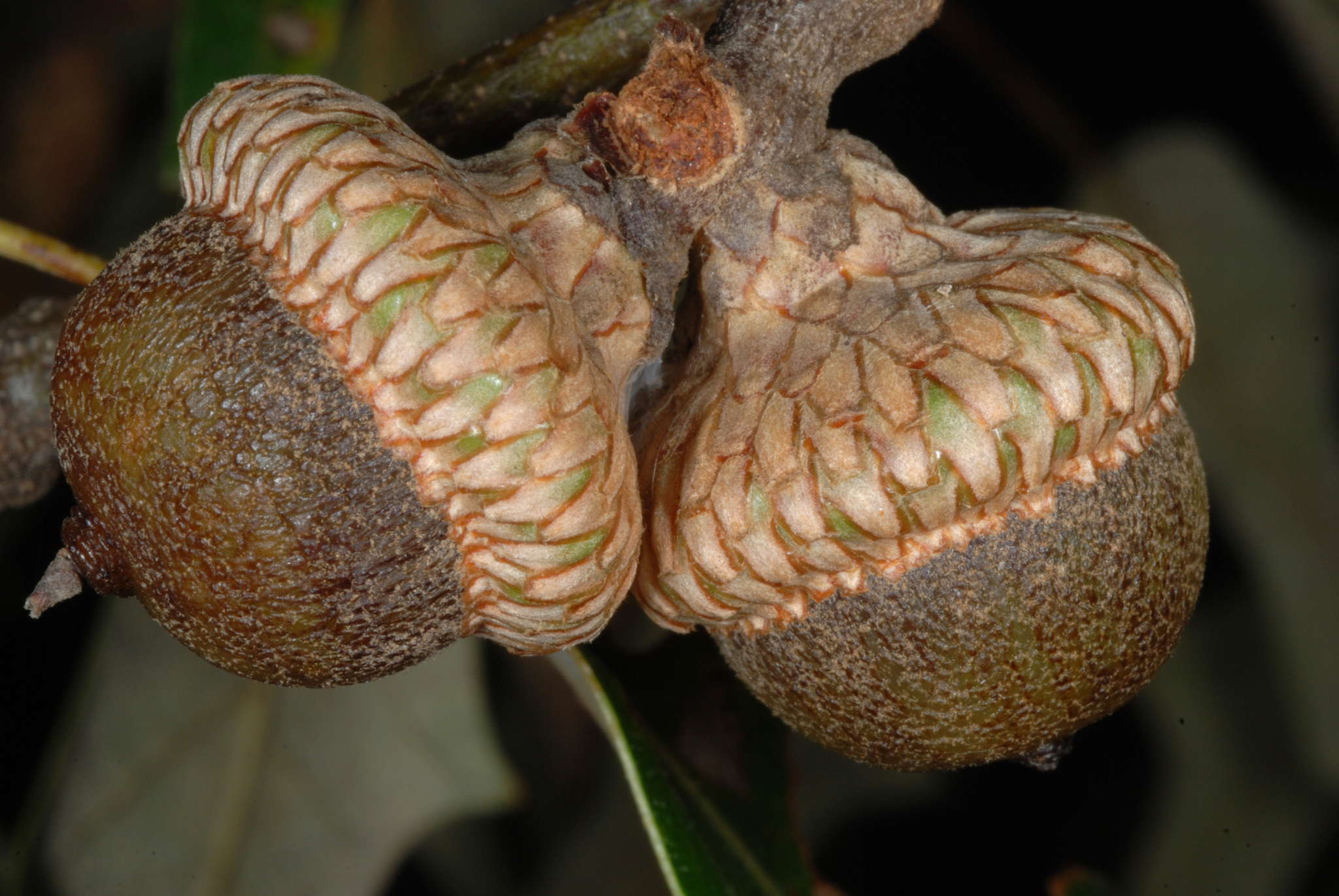 Acorn Red Oak Quercus Rubra Isolated Stock Vector (Royalty Free) 2695034633  | Shutterstock, image size:2048x1371