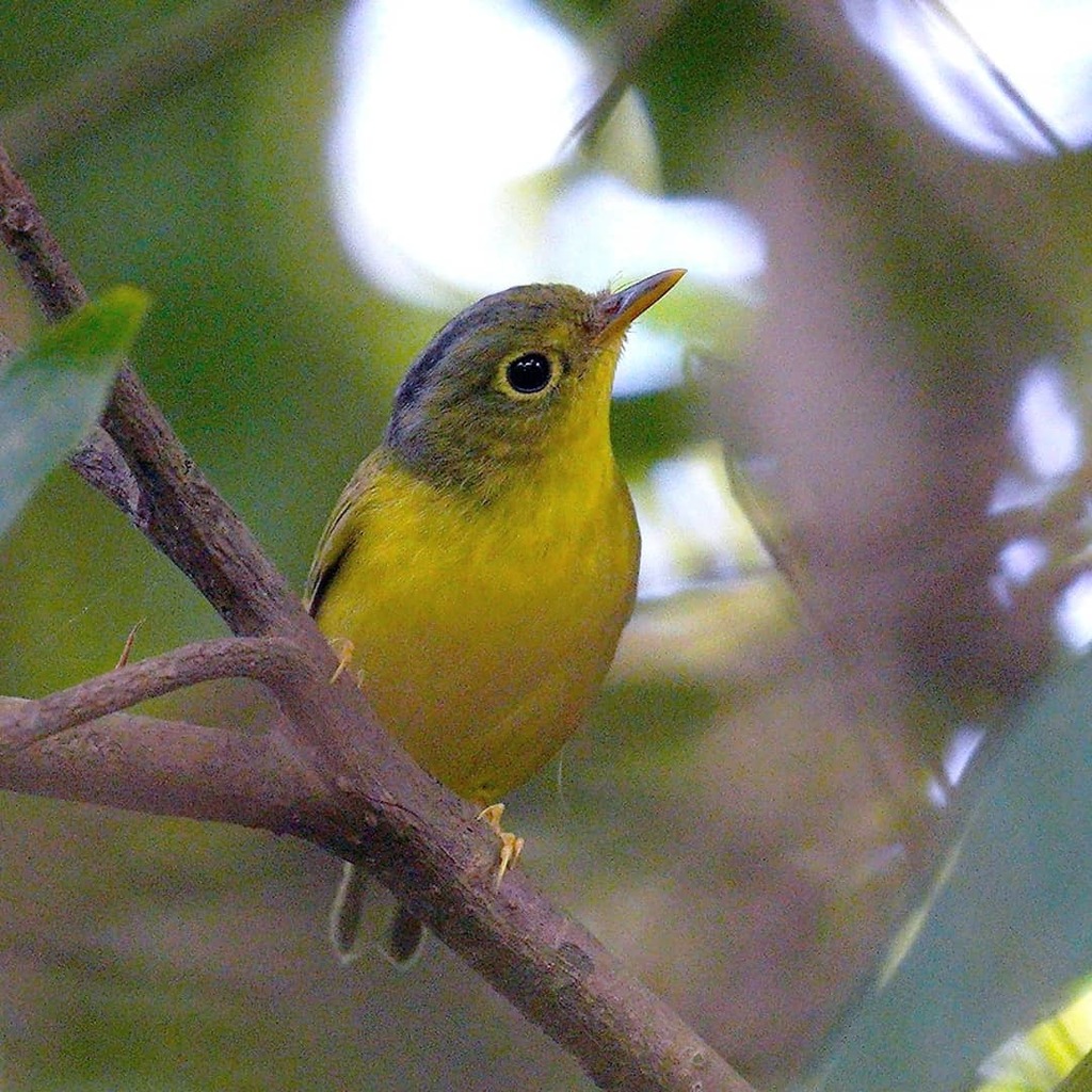 Alström's Warbler photo