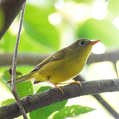 Phylloscopus soror