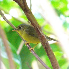 Phylloscopus soror