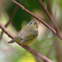 Phylloscopus soror