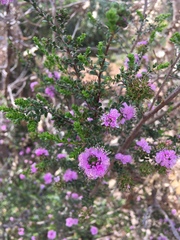 Kunzea recurva