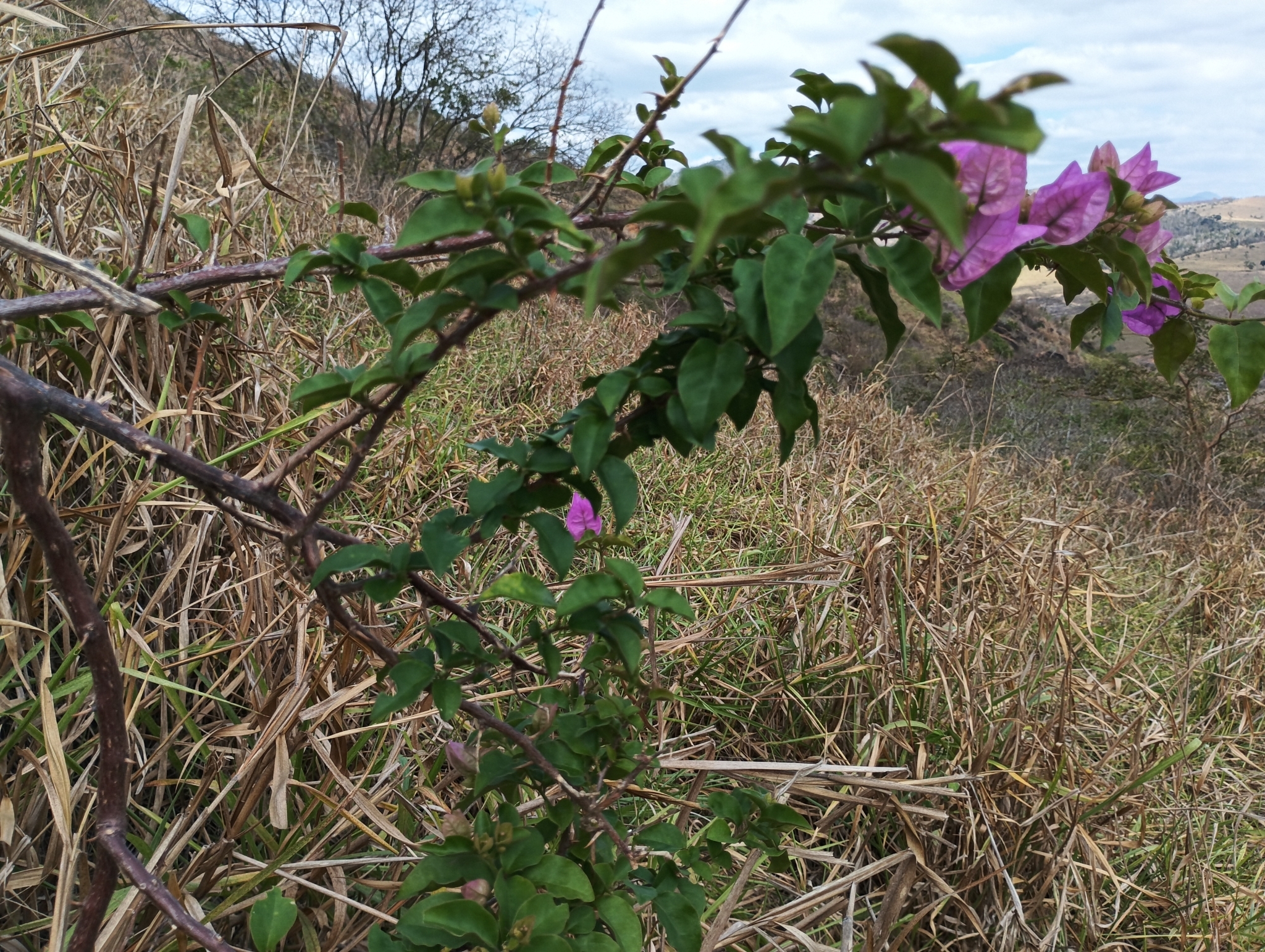 Bougainvillea spectabilis