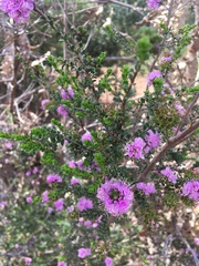 Kunzea recurva