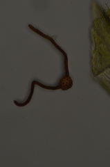 Scorpidium revolvens