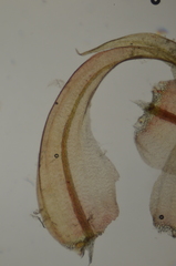 Scorpidium revolvens