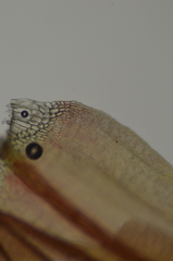 Scorpidium revolvens