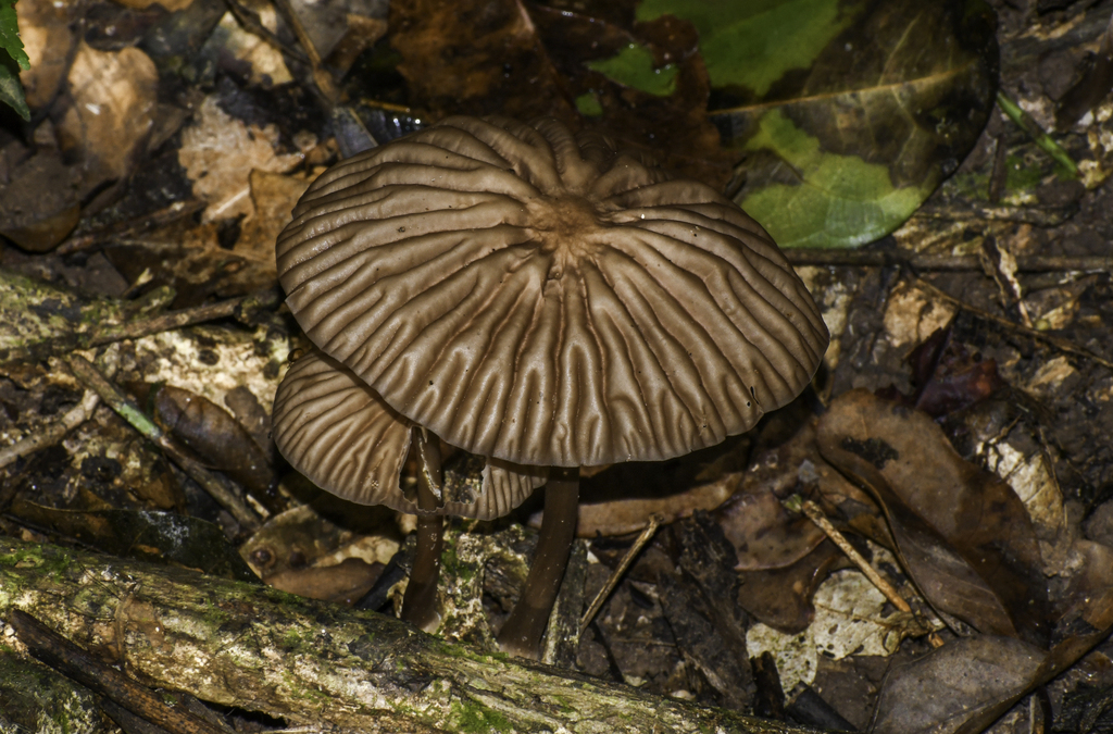 Marasmius fiardii · August 2025 · photo: © w_endo (iNaturalist, cc0)