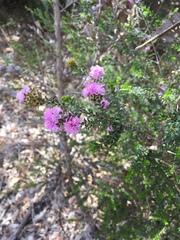 Kunzea recurva