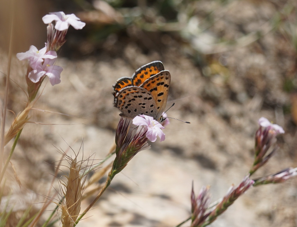 Lycaena alpherakyi