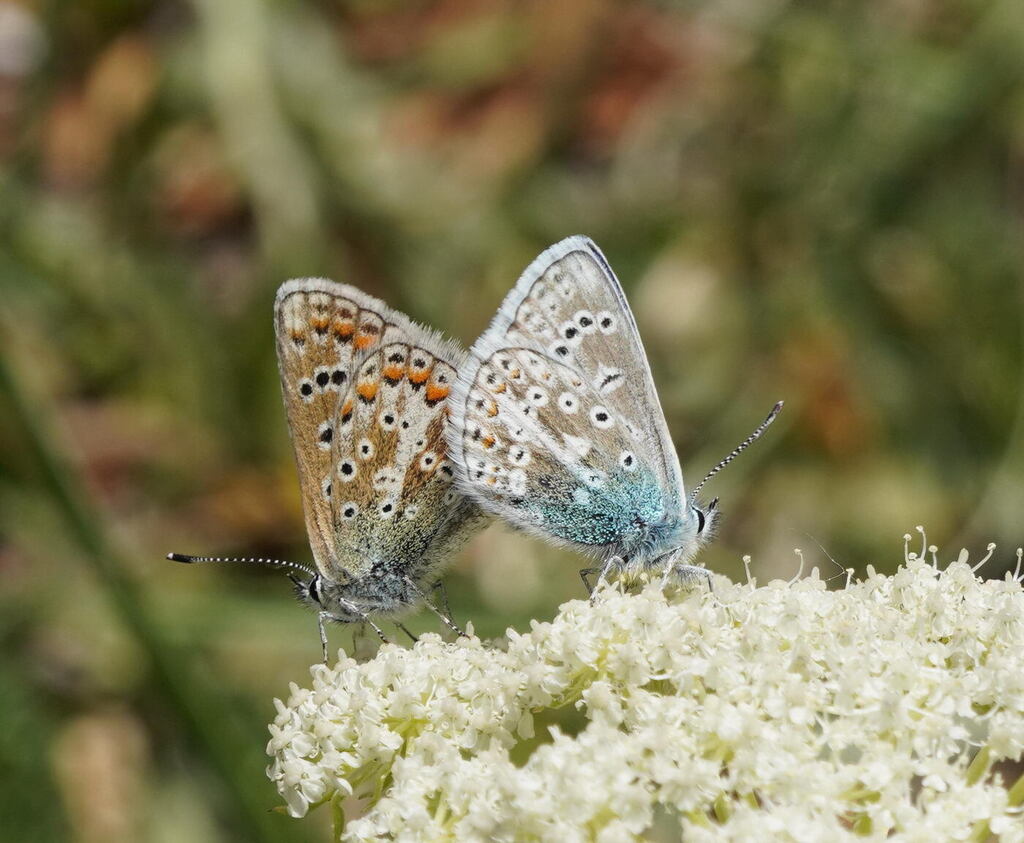 Polyommatus erigone