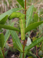 Landolphia lanceolata