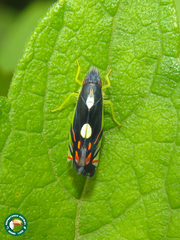 Diedrocephala variegata