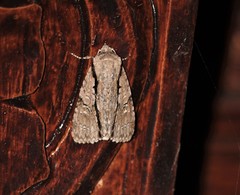 Craniophora malesiae