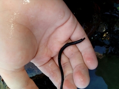 Syngnathidae