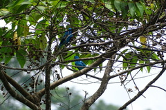 Cotinga ridgwayi