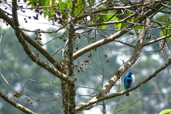 Cotinga ridgwayi