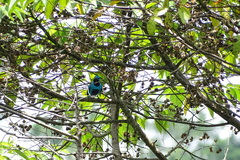 Cotinga ridgwayi