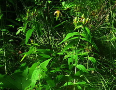 Hypericum ascyron gebleri