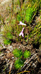 Disa inflexa
