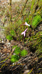 Disa inflexa