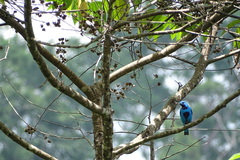 Cotinga ridgwayi