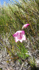 Gladiolus inflatus