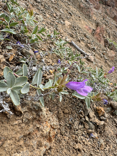 Mountain Penstemon (Penstemon montanus)