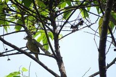 Cotinga ridgwayi
