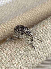 Cydianerus latruncularius