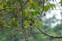 Cotinga ridgwayi